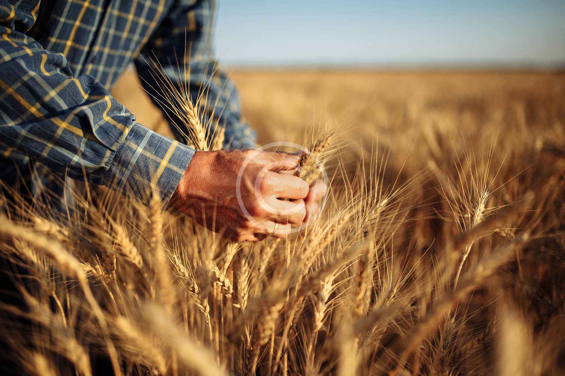 Diverse crop cultivation