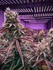 Großaufnahme einer mit Licht bestrahlten Cannabispflanze in einer Plantage