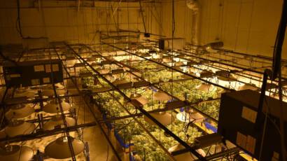 Consulting Cannabis Plantage