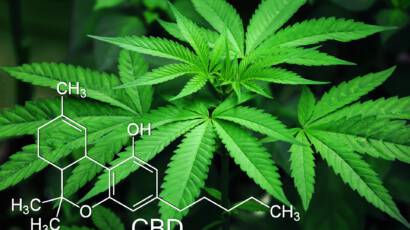 Chancen & Entwicklung Cannabis